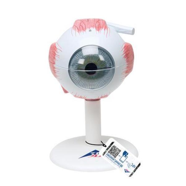 3B Scientific Eye, 3 times full-size, 6 part - w/ 3B Smart Anatomy 1000259